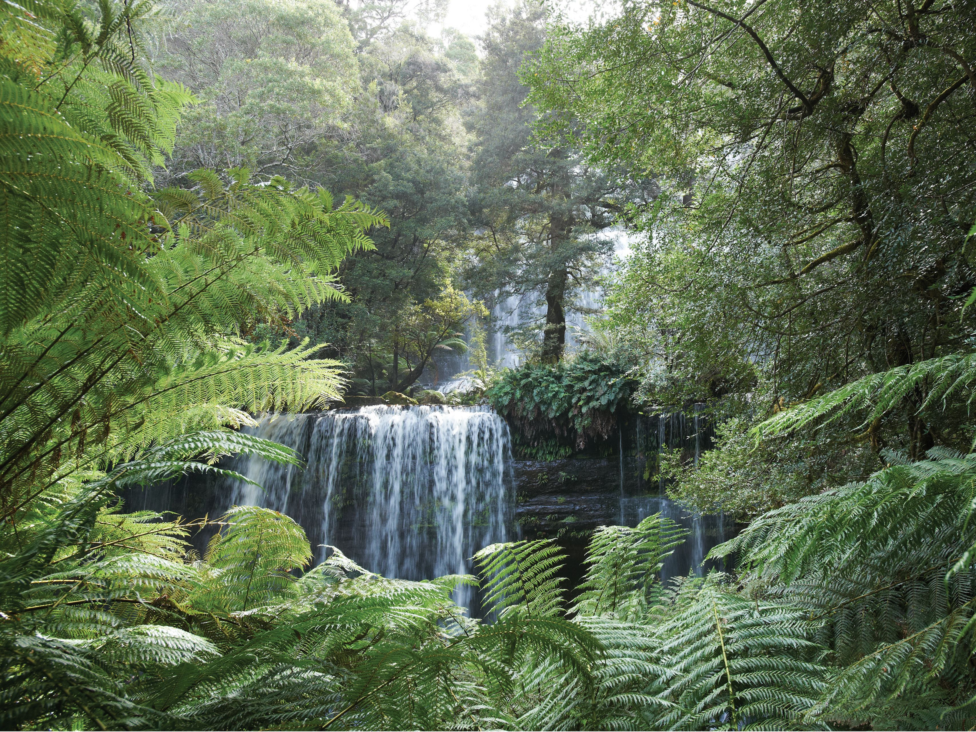 A waterfall surrounded by dense green foliage.