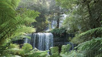 A waterfall surrounded by dense green foliage.