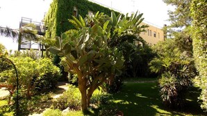 Jardí amb diverses plantes i un edifici amb un mur verd.