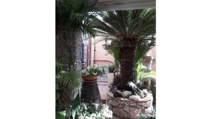 A courtyard with potted plants, a palm tree, and a stone planter.