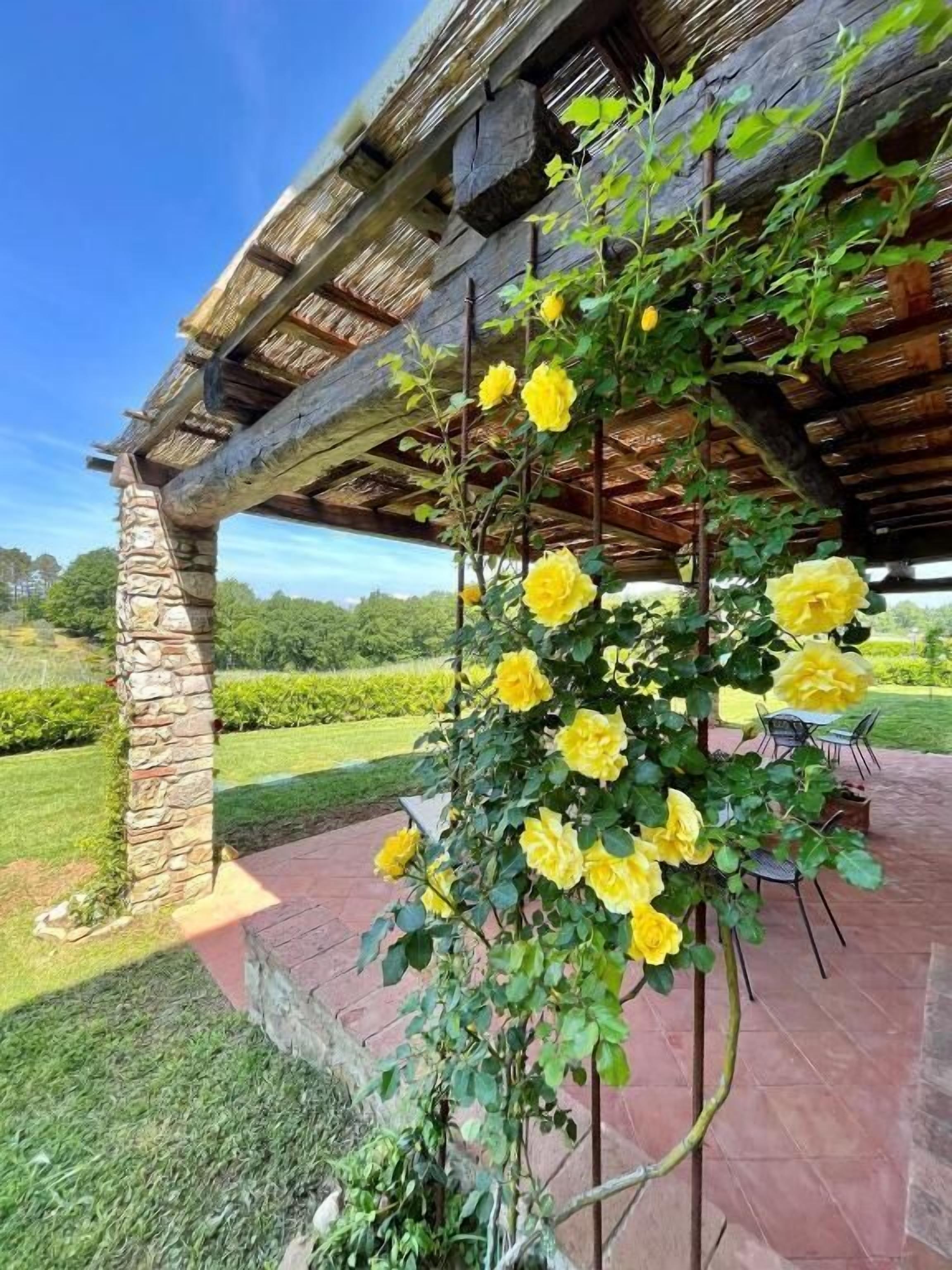 A pergola with yellow roses, stone pillars, and a brick pathway.
