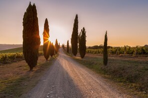 A rural road flanked by tall cypress trees and vineyards under a clear sky.