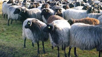 A large flock of sheep in a grassy field.