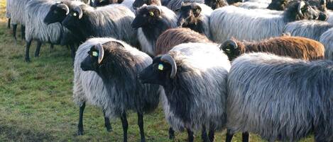 A large flock of sheep in a grassy field.
