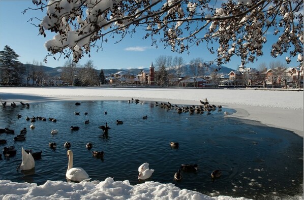 A frozen pond with swans and ducks, surrounded by buildings and trees.