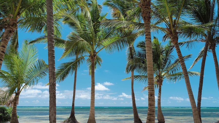 Catalonia Royal Bavaro - Adults Only