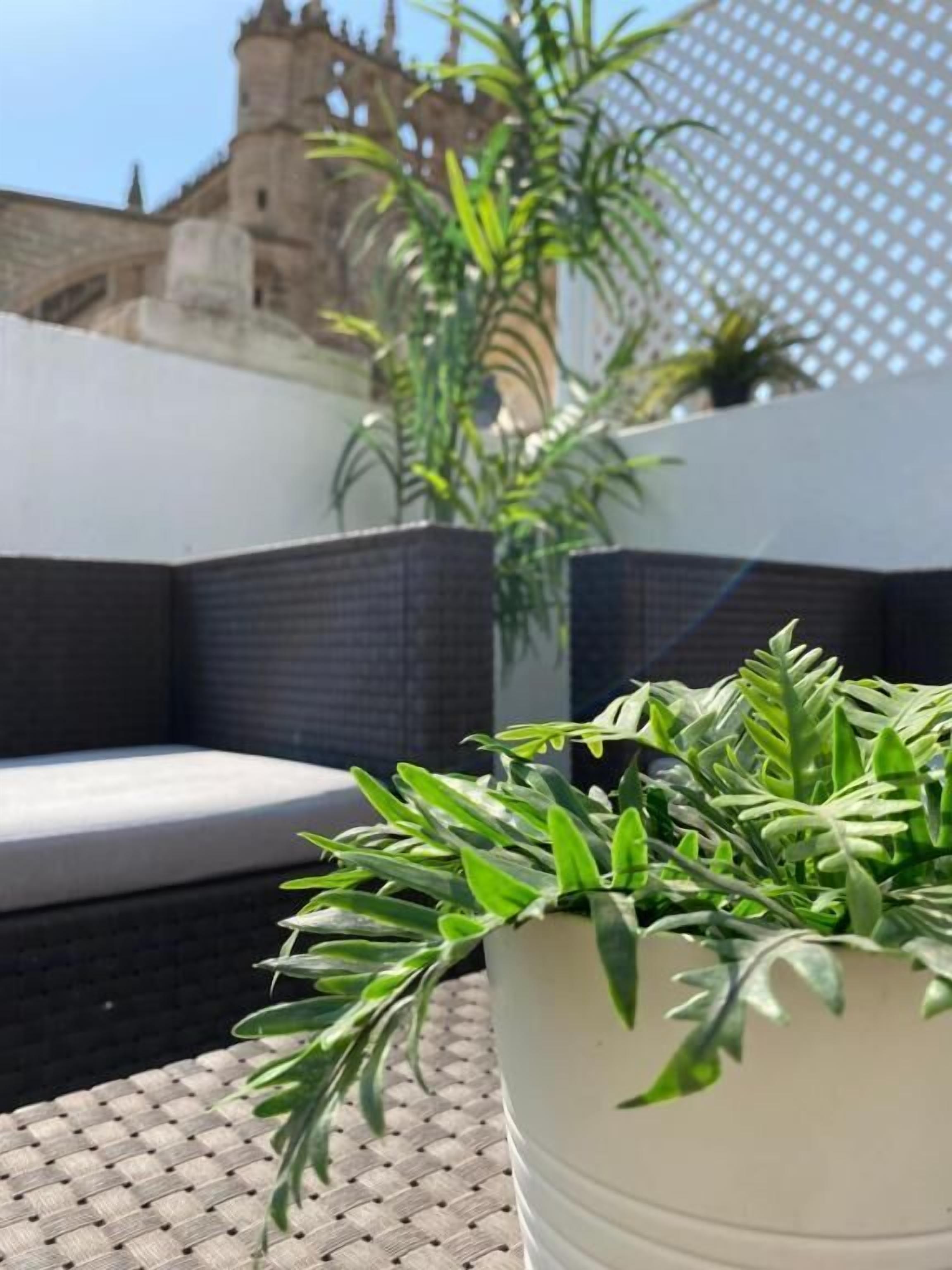 A potted plant on a textured outdoor surface with a view of a historic building in the background.