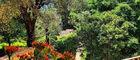 Suite, Terraza | Vista desde la propiedad