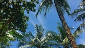 Piscina rodeada de palmeras bajo un cielo azul y despejado.
