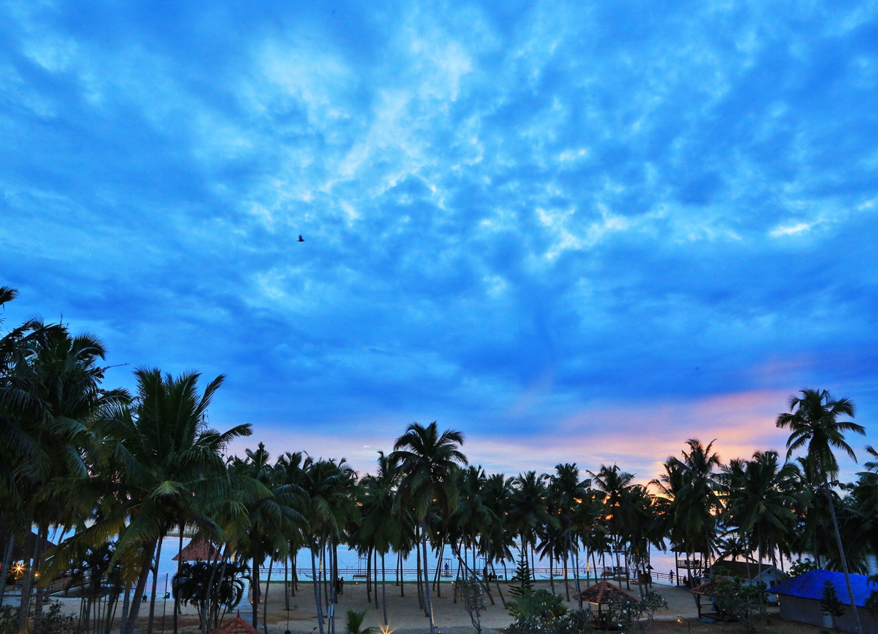 A beach with palm trees and a sunset.