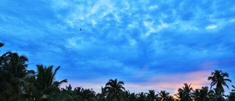 A beach with palm trees and a sunset.