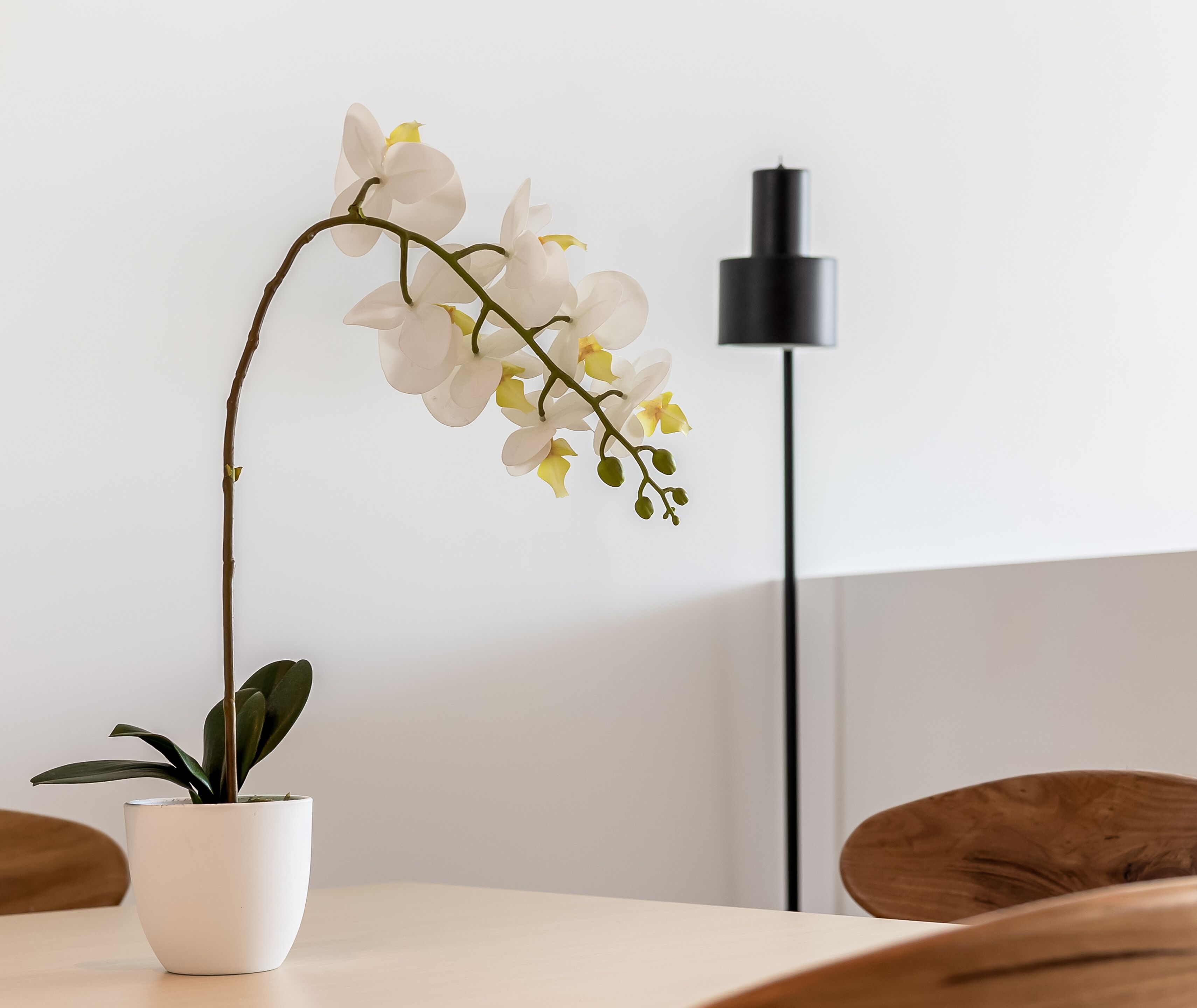 A potted orchid on a table with a modern floor lamp in the background.