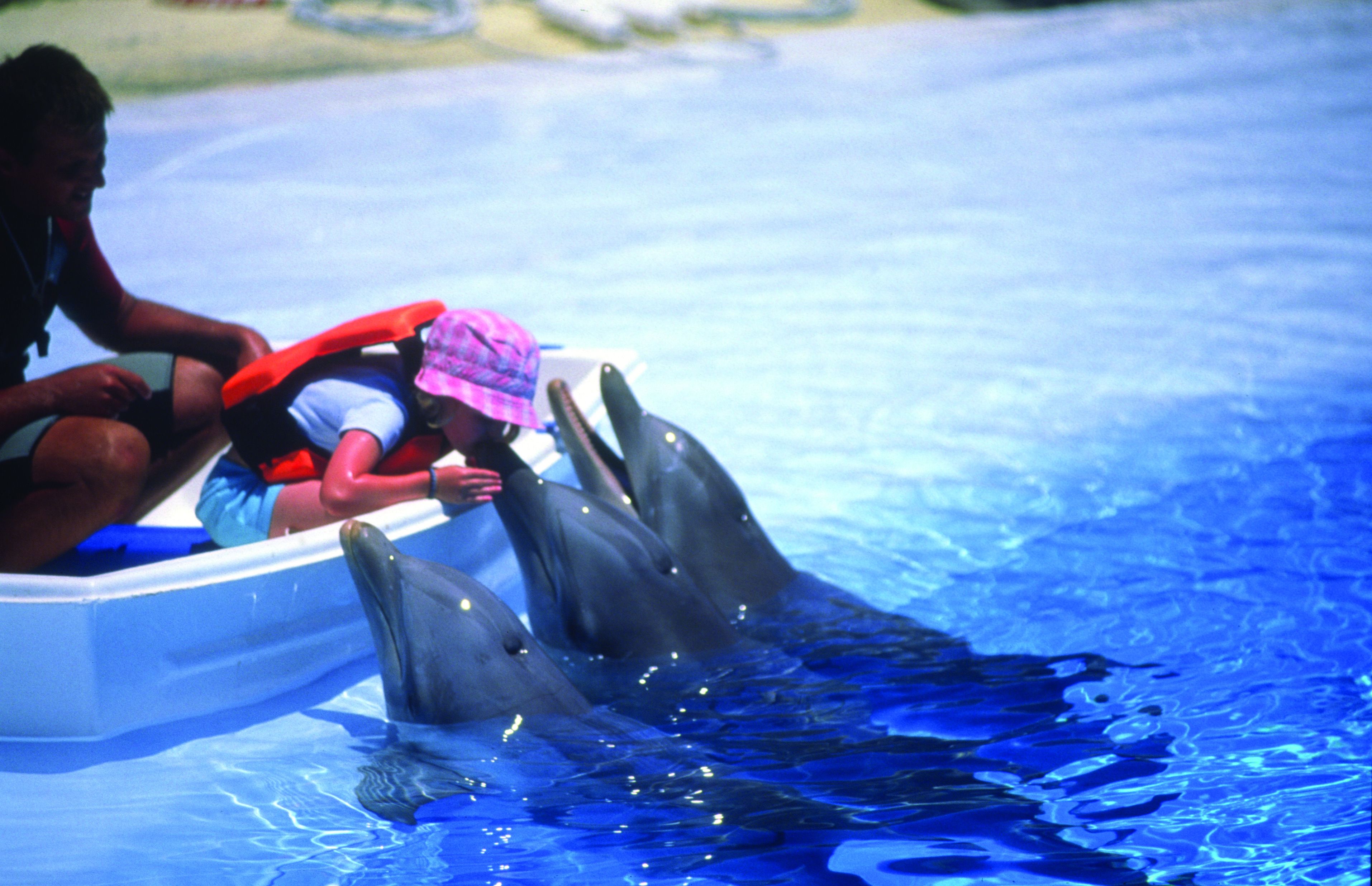 A dolphin pool with a person in a boat and a dolphin performing tricks.