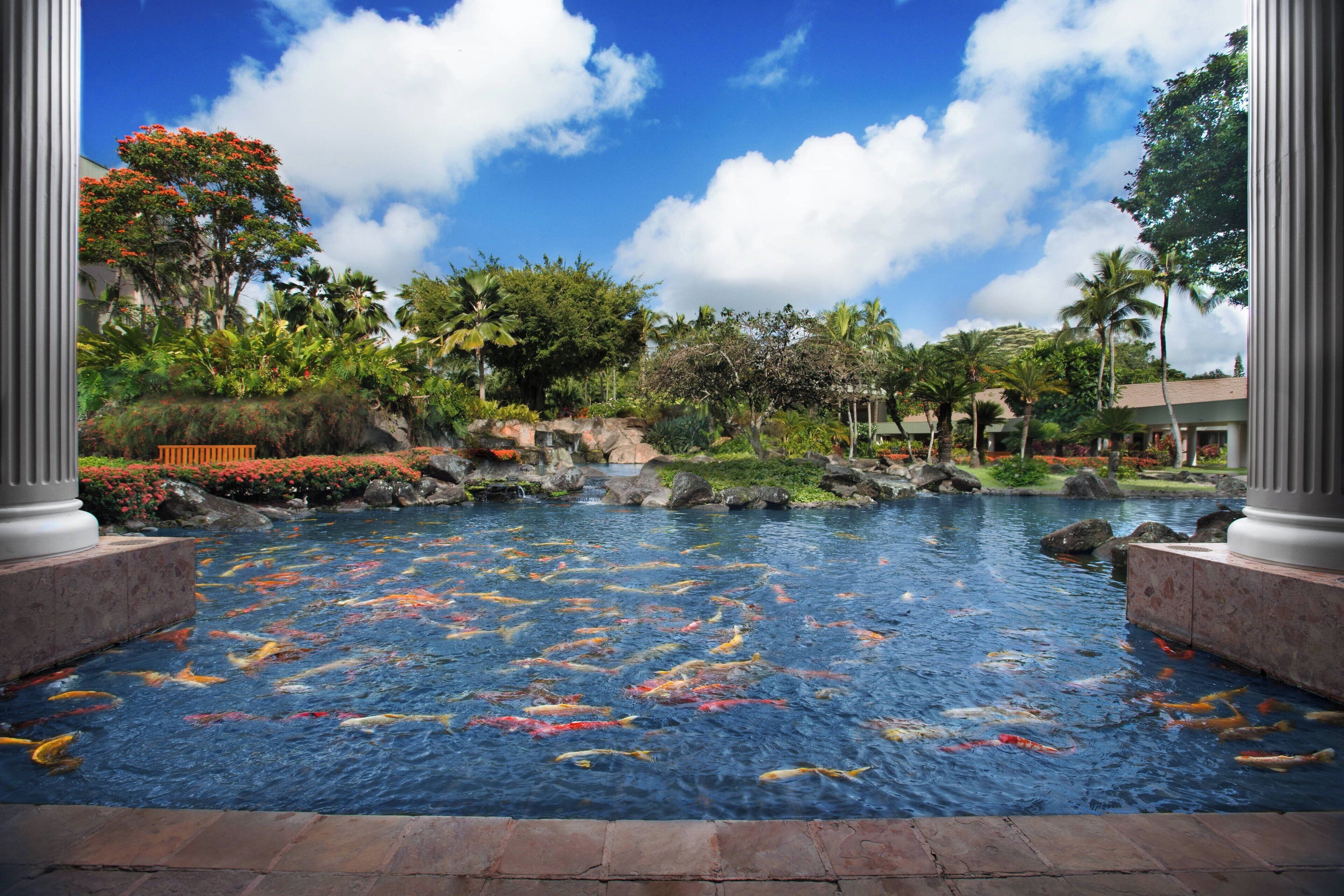Um lago com carpas e nenúfares, jardim tropical com palmeiras e uma cascata.