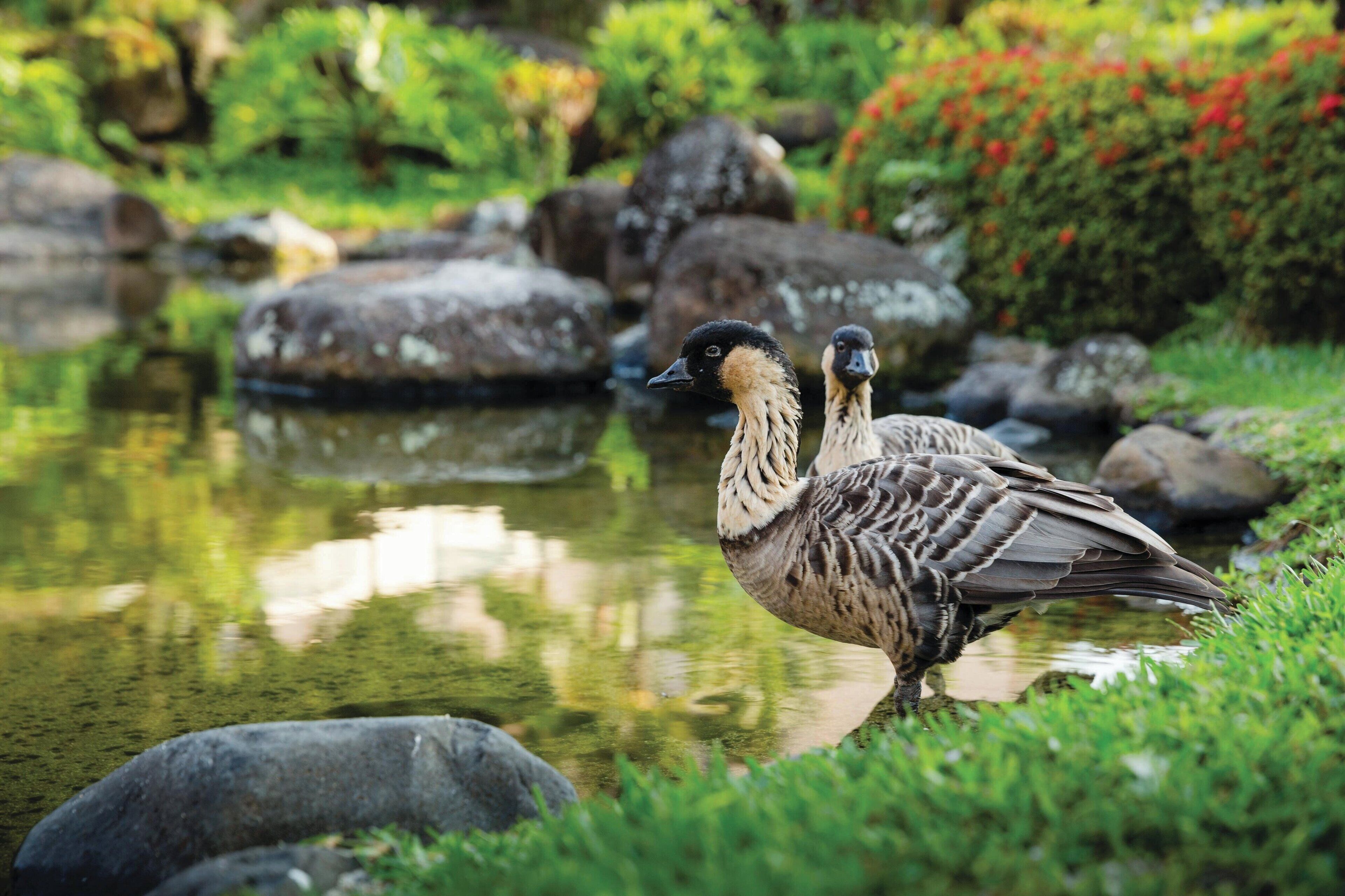 Two geese standing in a pond surrounded by rocks and greenery.