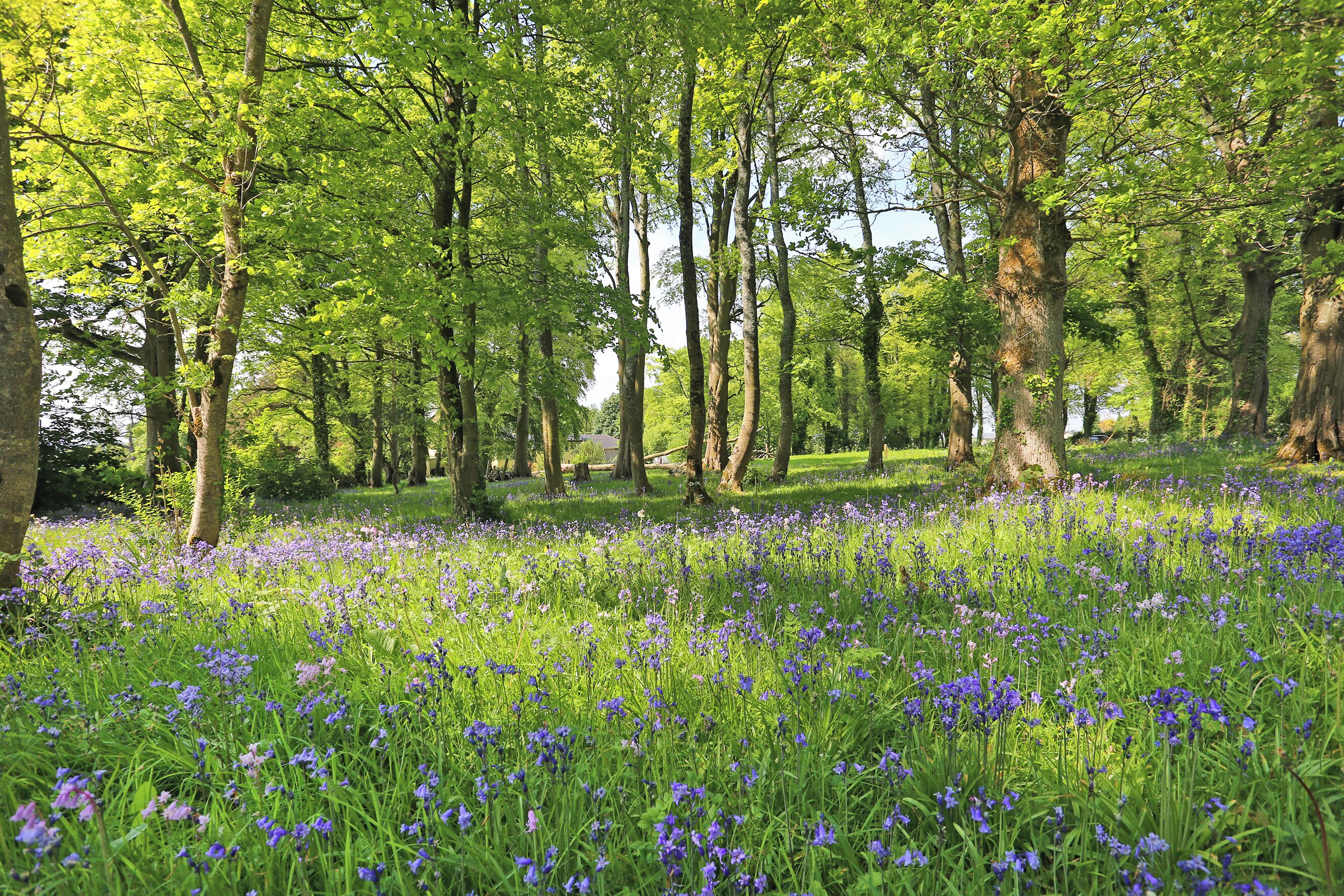 A forested area with tall trees and a field of blue flowers.