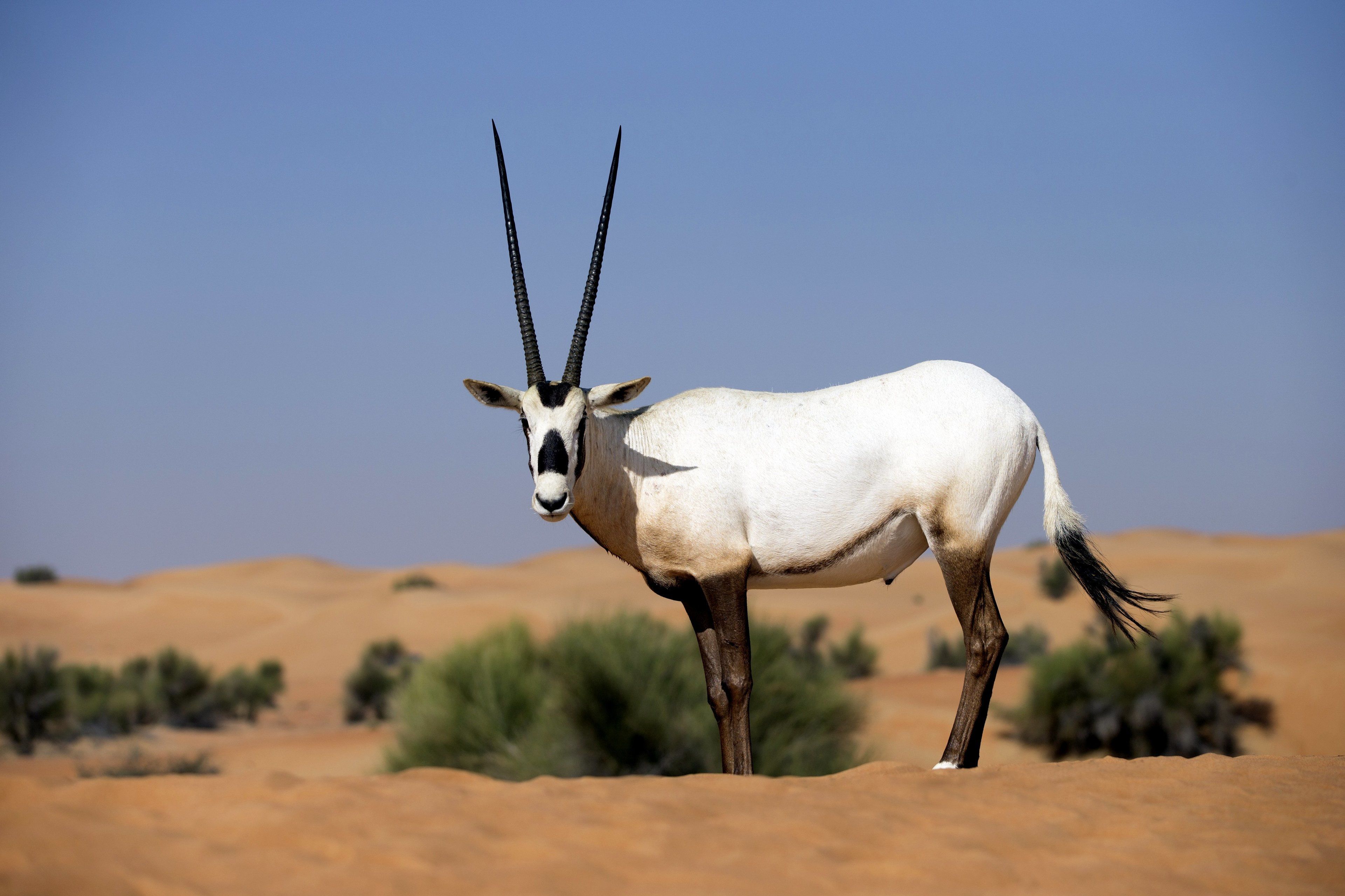 Safari