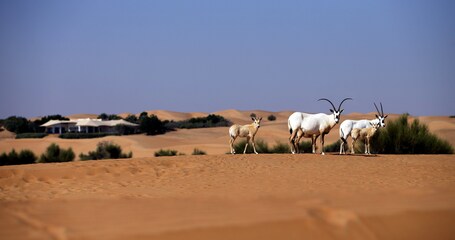 Al Maha, A Luxury Collection Desert Resort Spa, Dubai - Image 9