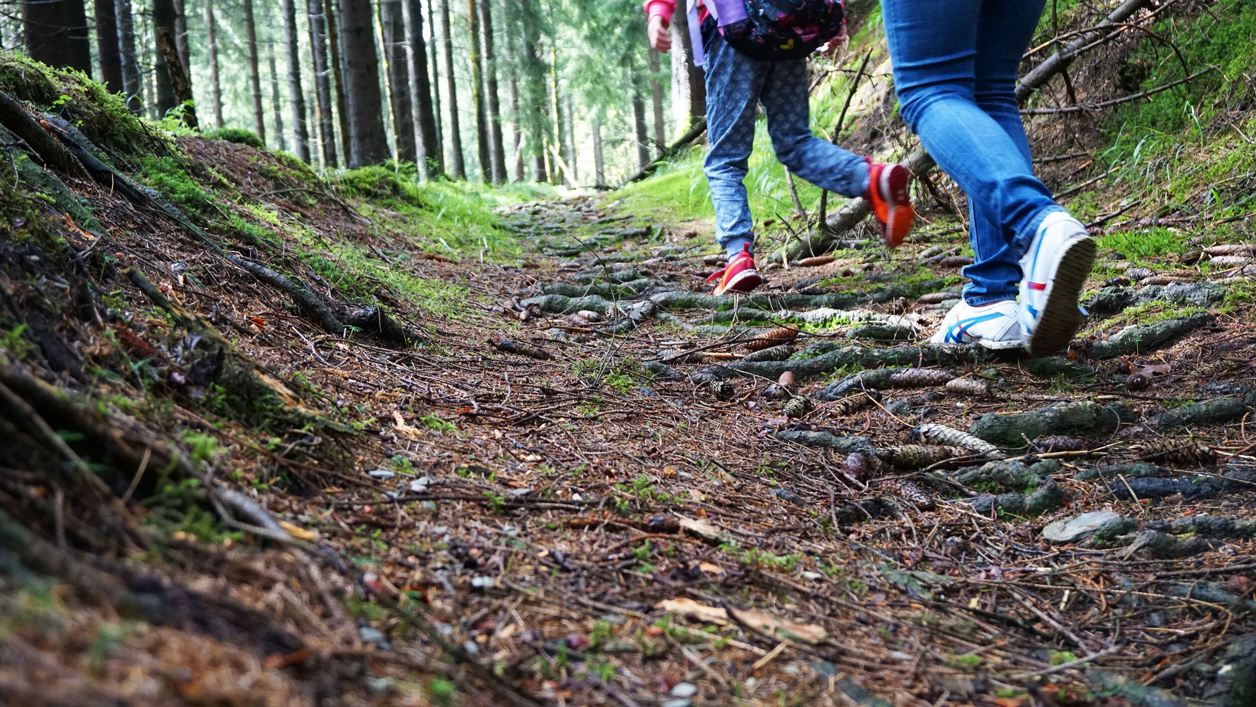 Een wandelpad in het bos met wandelaars.