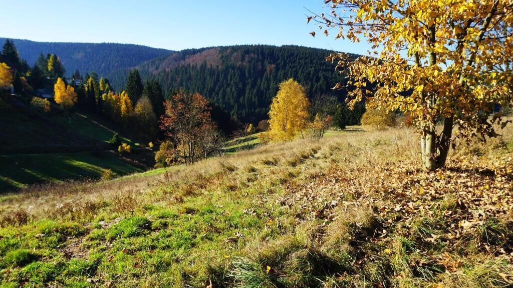 Eine natürliche Landschaft mit einem Baum, Gras und einer bewaldeten Hügelkette im Hintergrund.