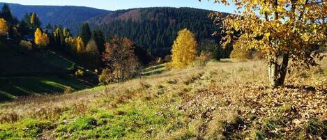 Eine natürliche Landschaft mit einem Baum, Gras und einer bewaldeten Hügelkette im Hintergrund.