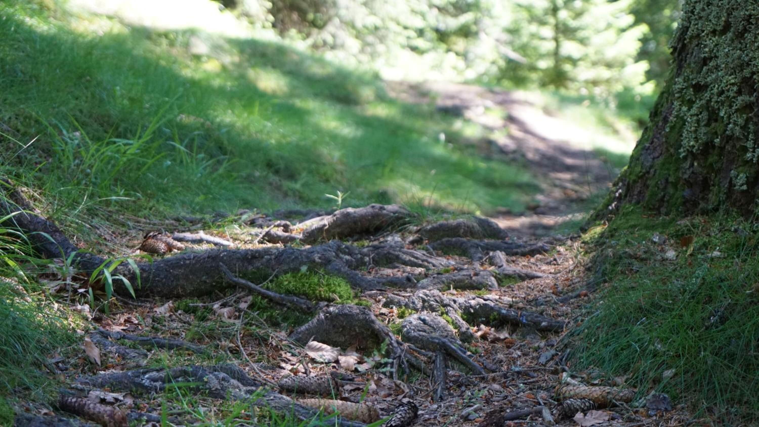 Un sendero en el bosque con troncos caídos y el tronco de un árbol.