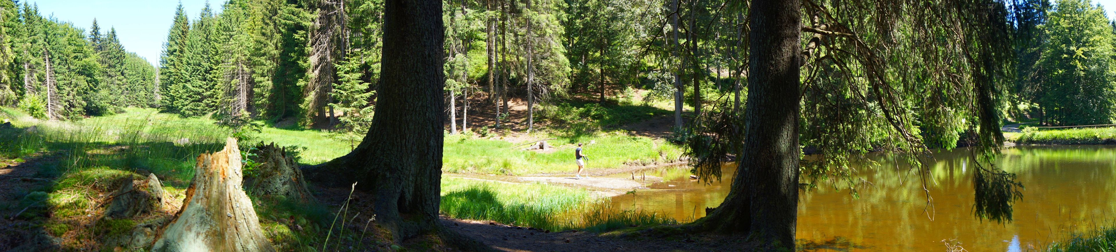 Ein bewaldetes Gebiet mit Teich, Bäumen und einer Person am Wasser.