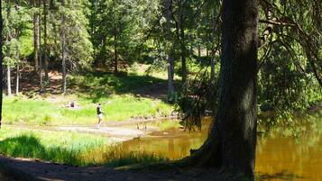 Ein bewaldetes Gebiet mit Teich, Bäumen und einer Person am Wasser.