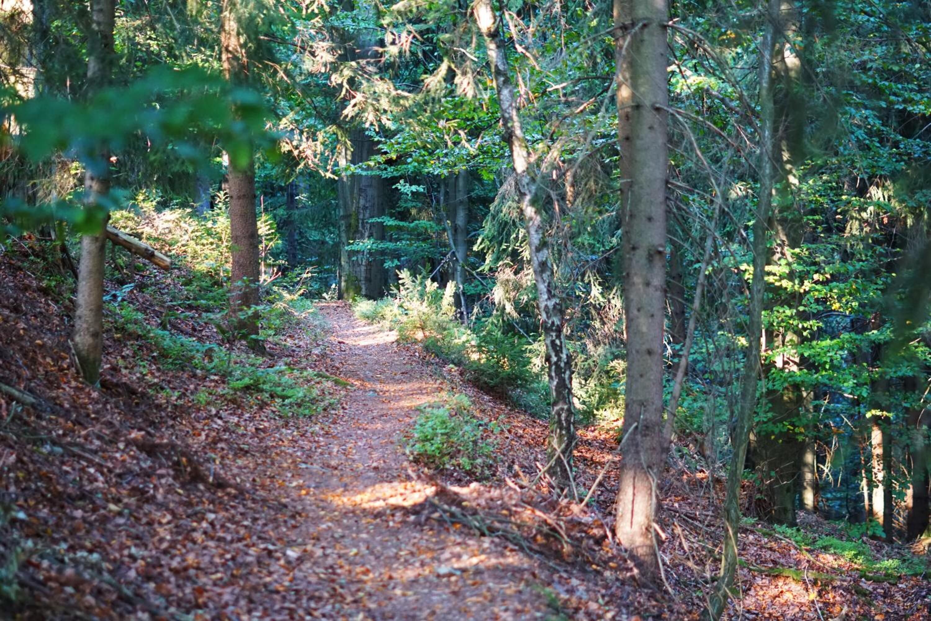Ein von Bäumen gesäumter Waldweg.