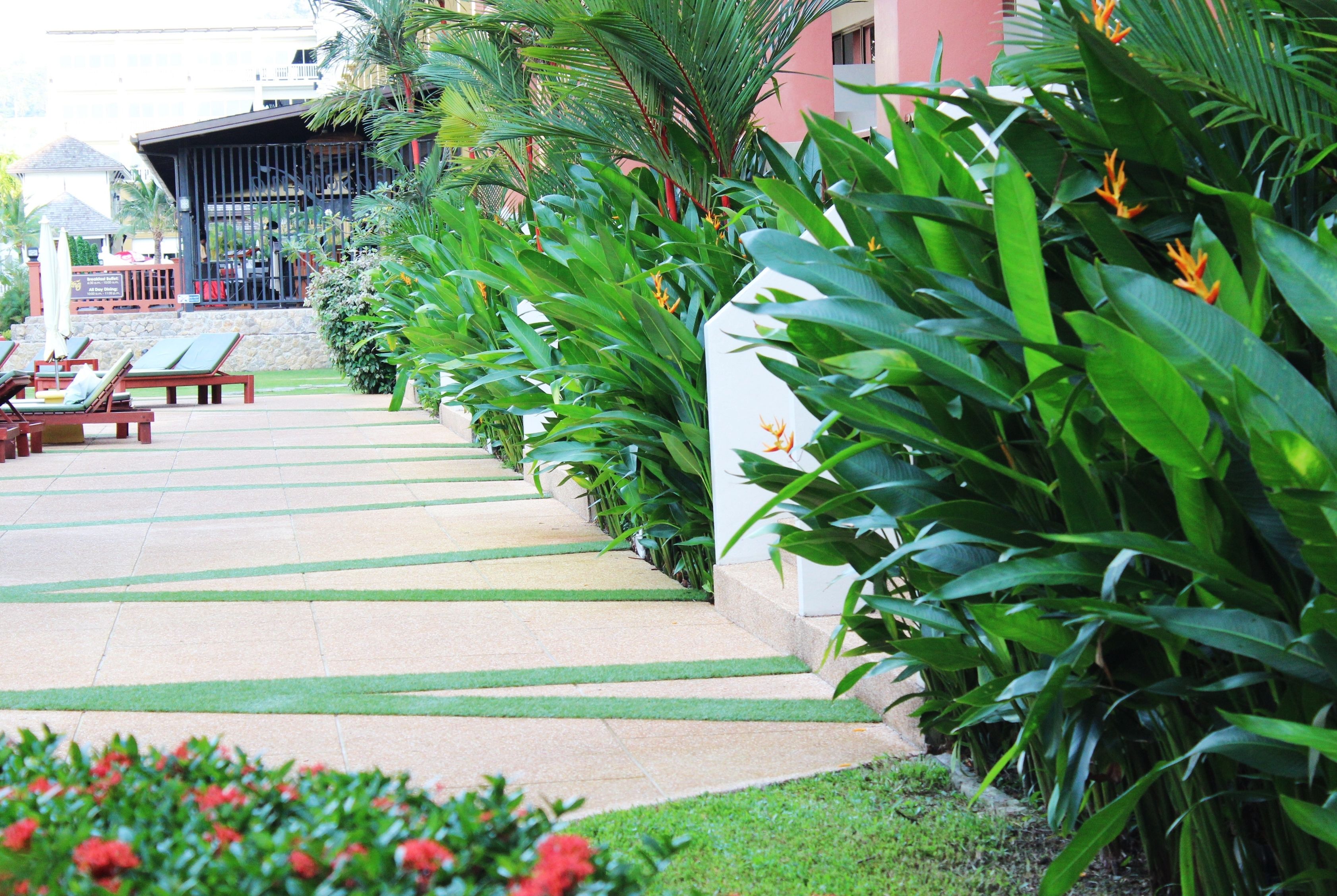 A pathway lined with green plants and a building in the background.