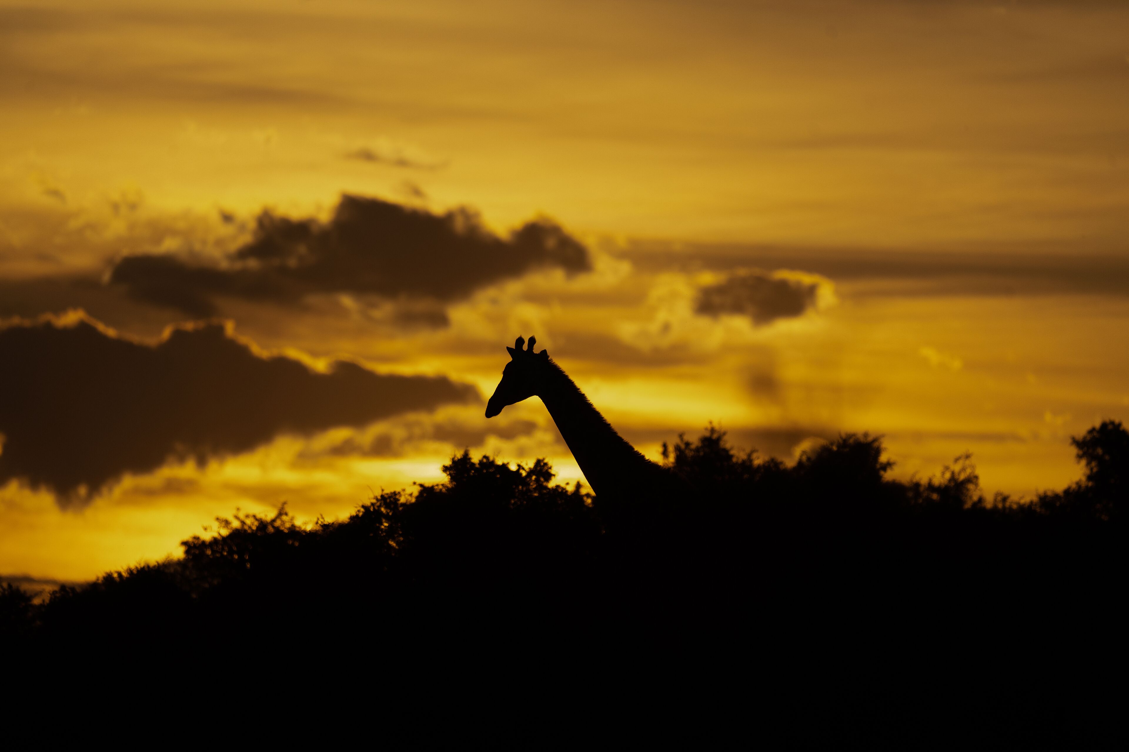 A silhouette of a giraffe against a sunset sky.