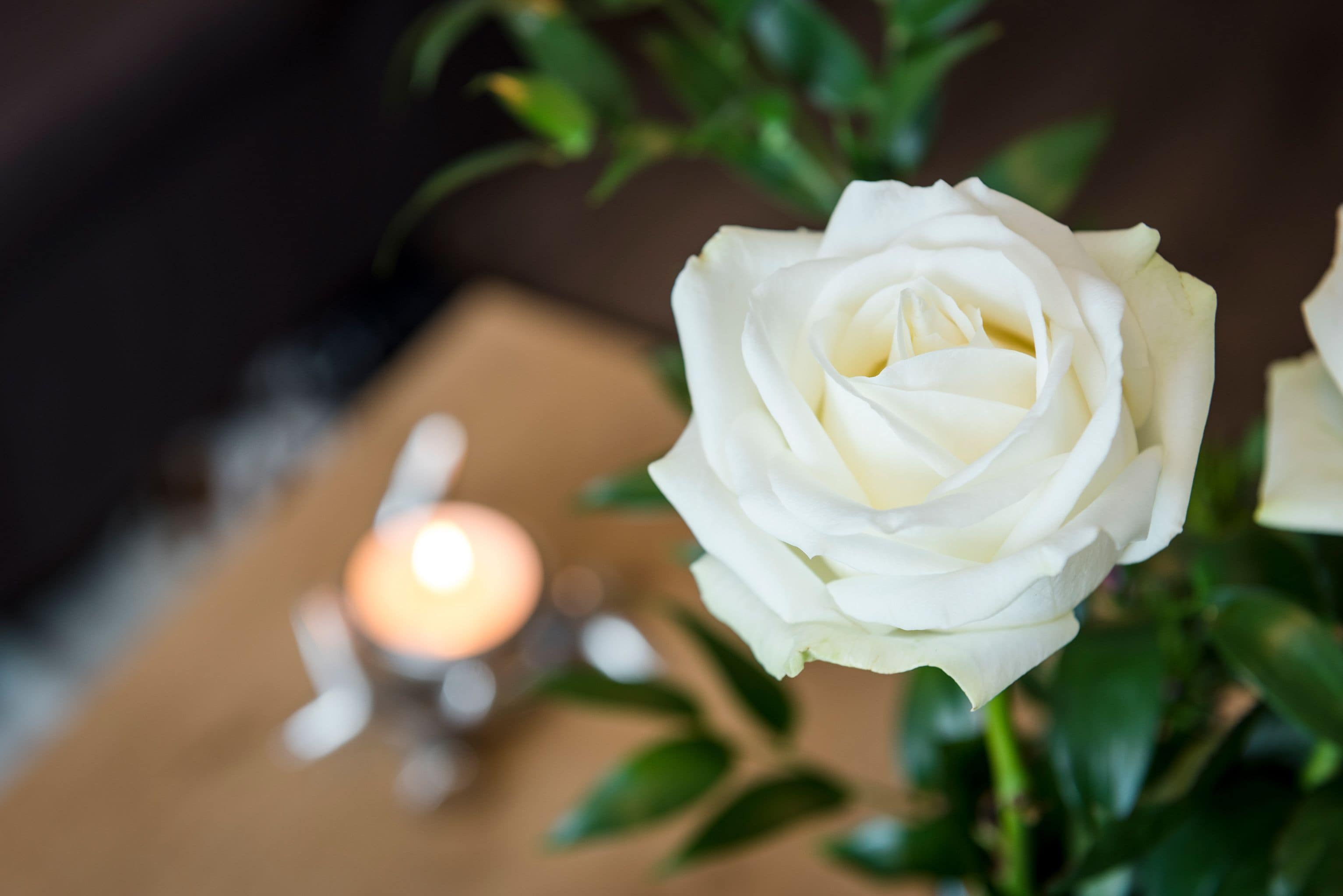 A white rose in full bloom with a candle in the background.