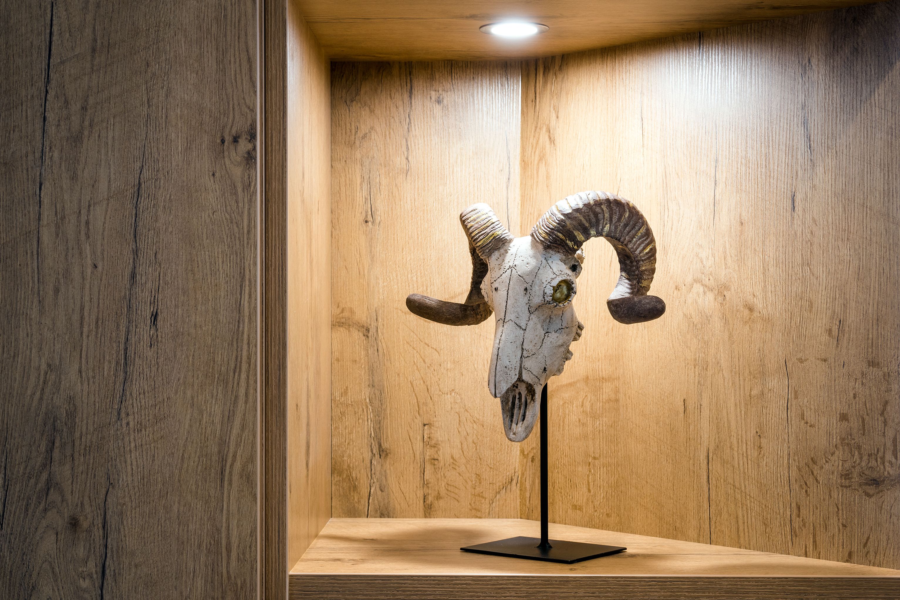 A ram skull mounted on a stand in a wooden display case.