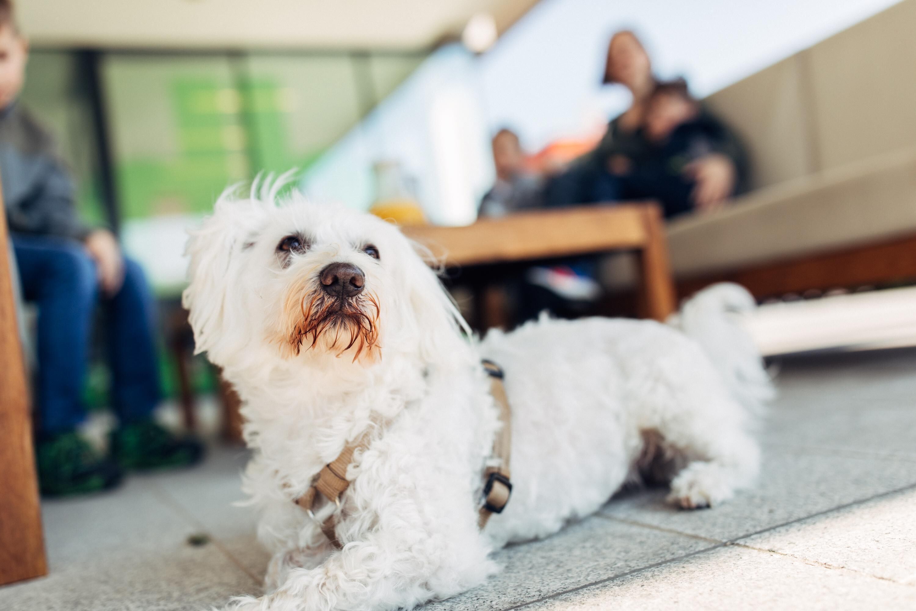 Un perro blanco recostado sobre un piso de baldosas en un espacio interior, con bancos y personas al fondo.