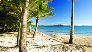 A beach with palm trees and a clear view of the ocean.