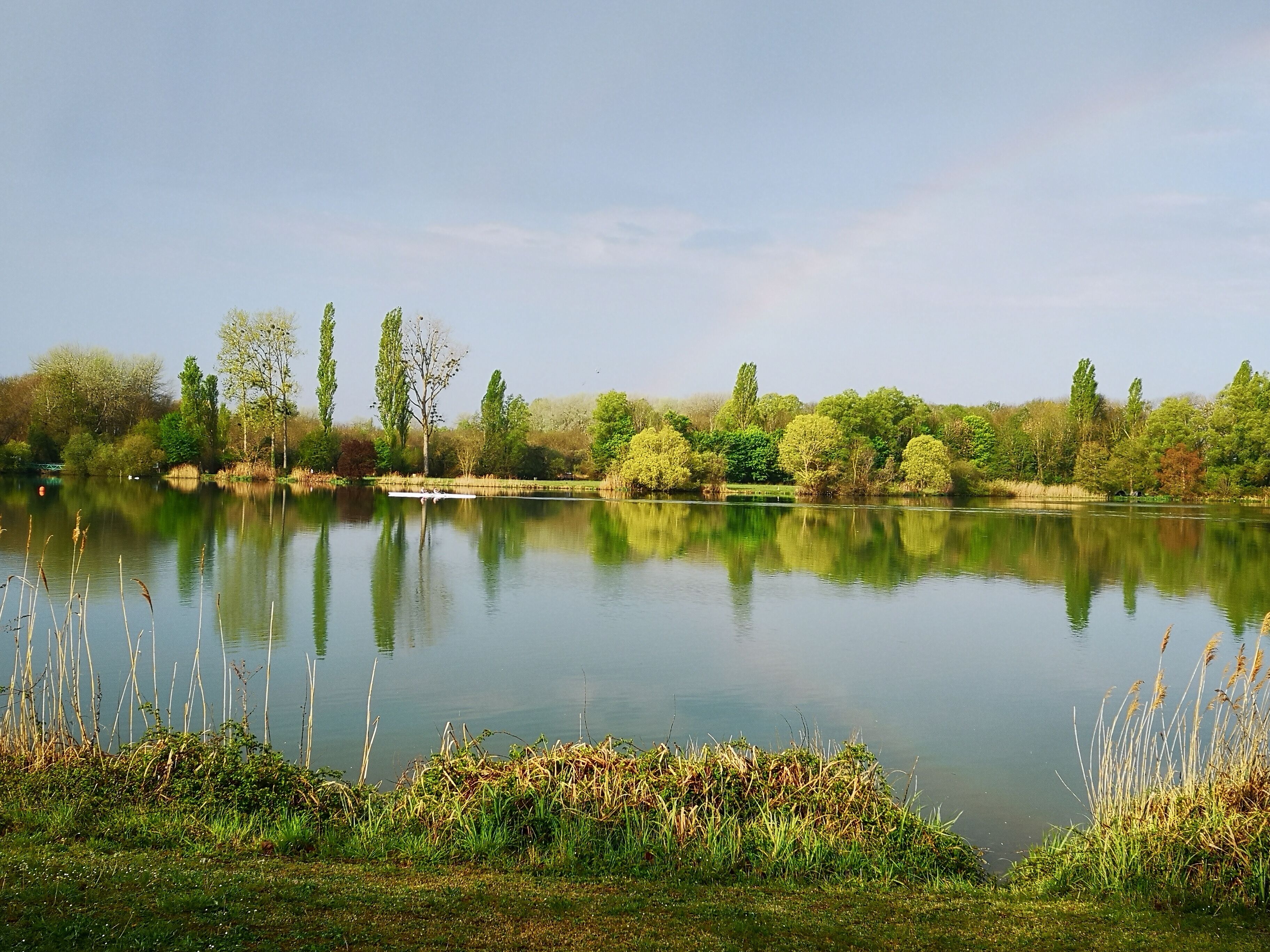 Un lago tranquillo con alberi e canne nella ripresa in primo piano.