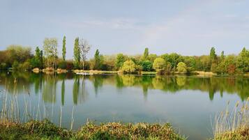 Un lago tranquillo con alberi e canne nella ripresa in primo piano.