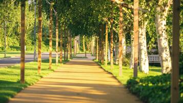 Un sendero bordeado de árboles en un parque.