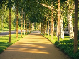 A tree-lined pathway in a park.