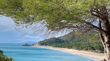 Un paisaje costero con una playa y un árbol en primer plano.