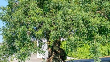 A tree with a thick trunk and dense foliage in a grassy area.
