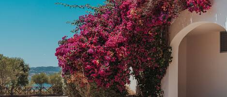 Un bâtiment blanc orné d’une arche blanche, de bougainvilliers roses et surplombé d’un ciel d’un bleu limpide.