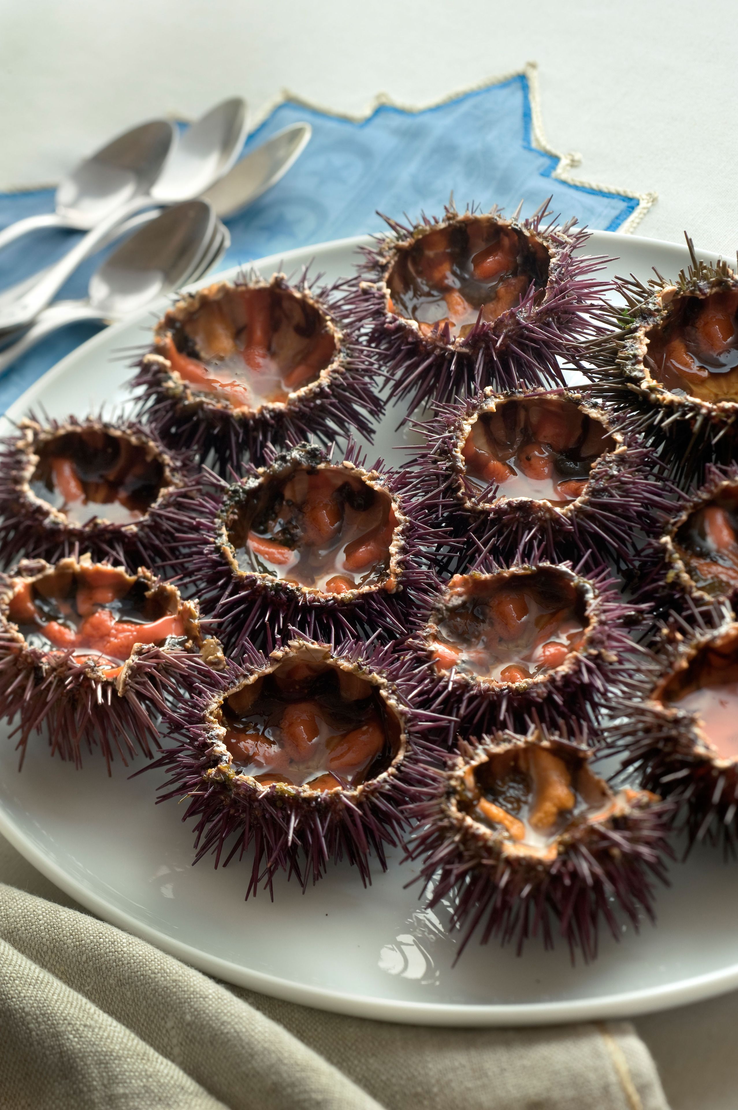 Une assiette blanche sur laquelle sont disposées des coquilles d’oursins.