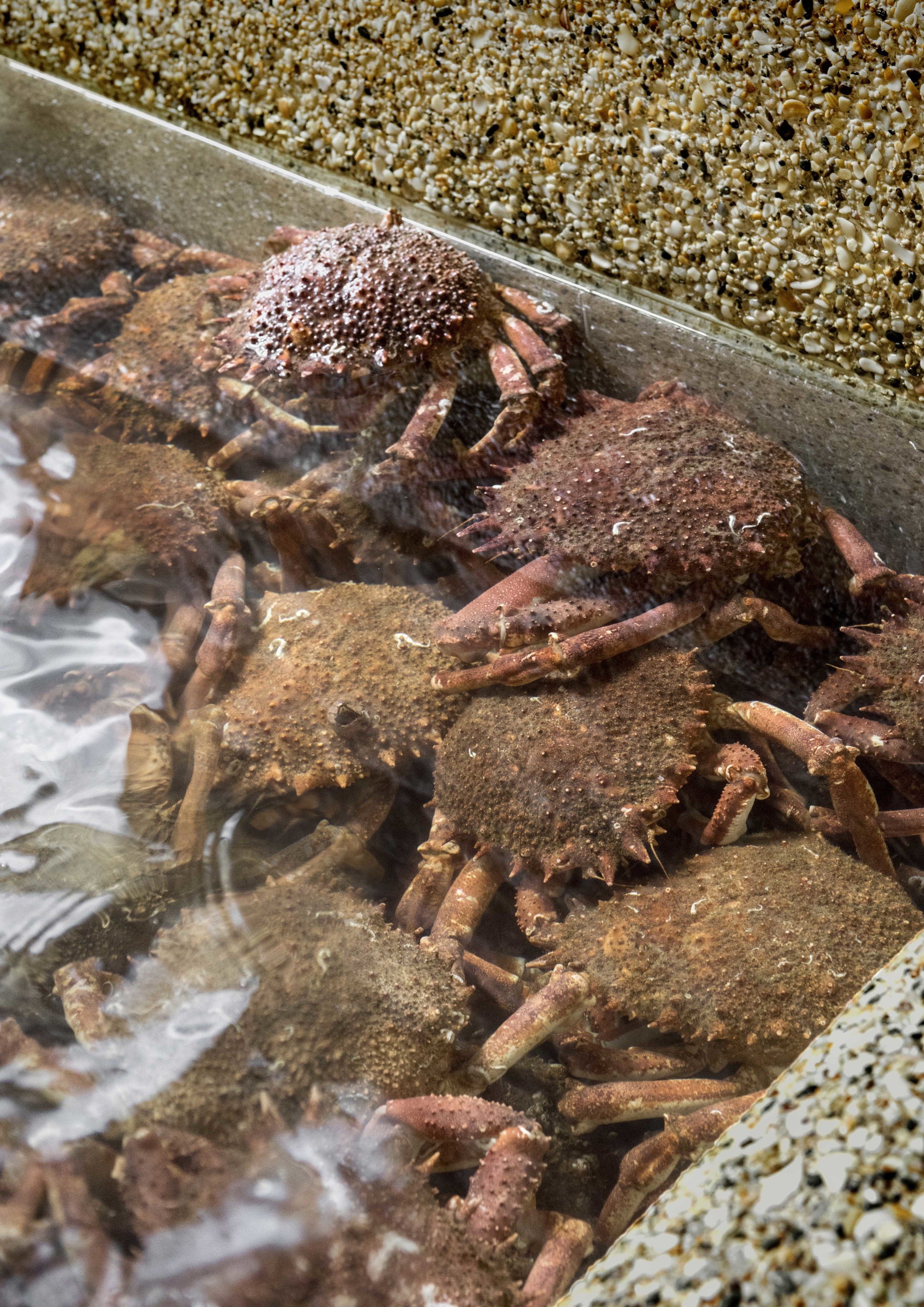 lunch and dinner served, fusion cuisine