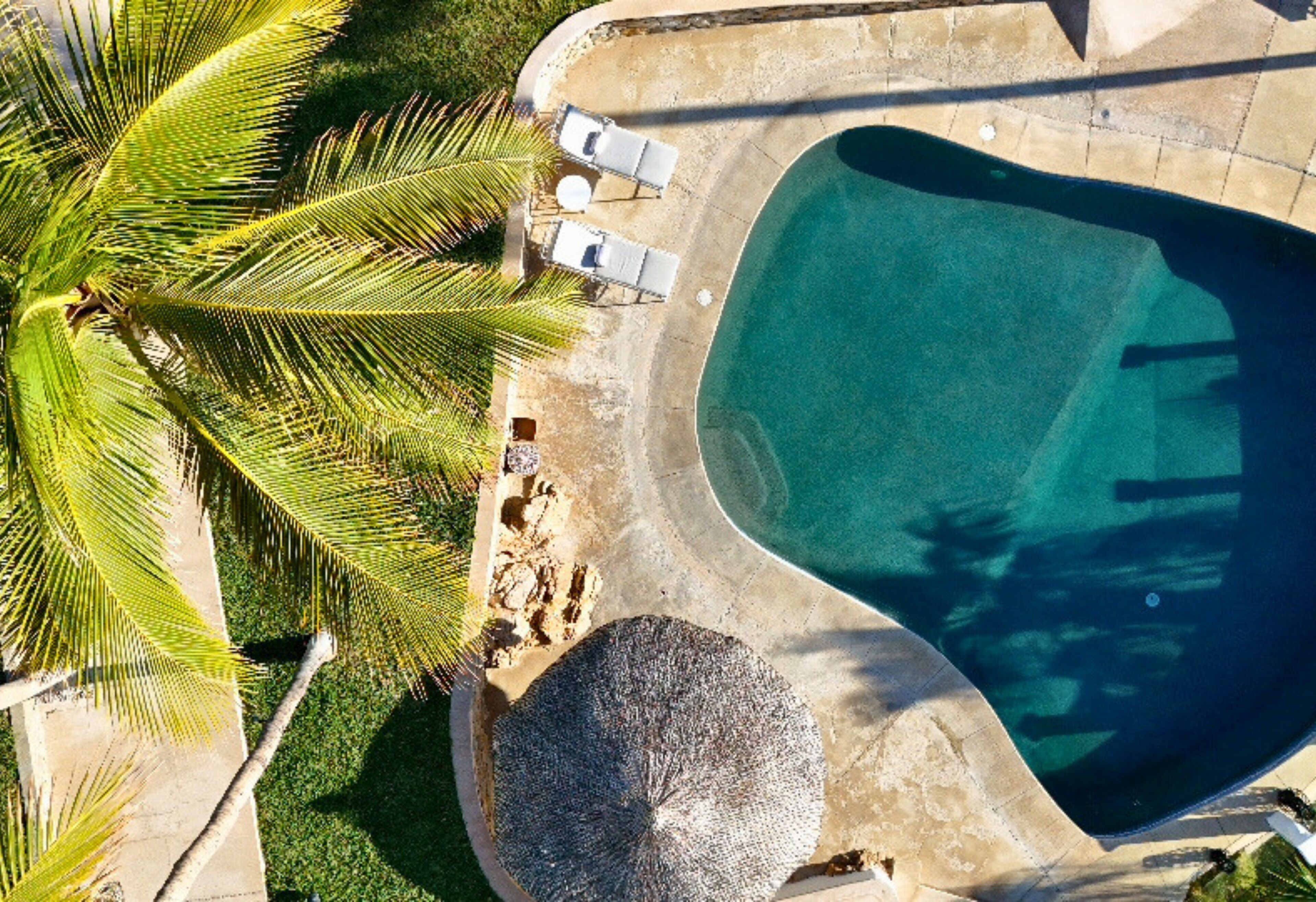 Vista aerea di una piscina con lettini e una palma.