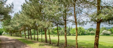 Une rangée d’arbres imposants longe un sentier de terre qui traverse une zone herbeuse.