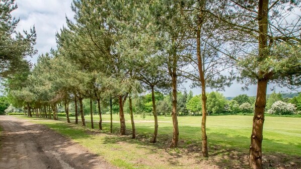 Una hilera de árboles altos con un sendero de tierra que atraviesa un área cubierta de hierba.