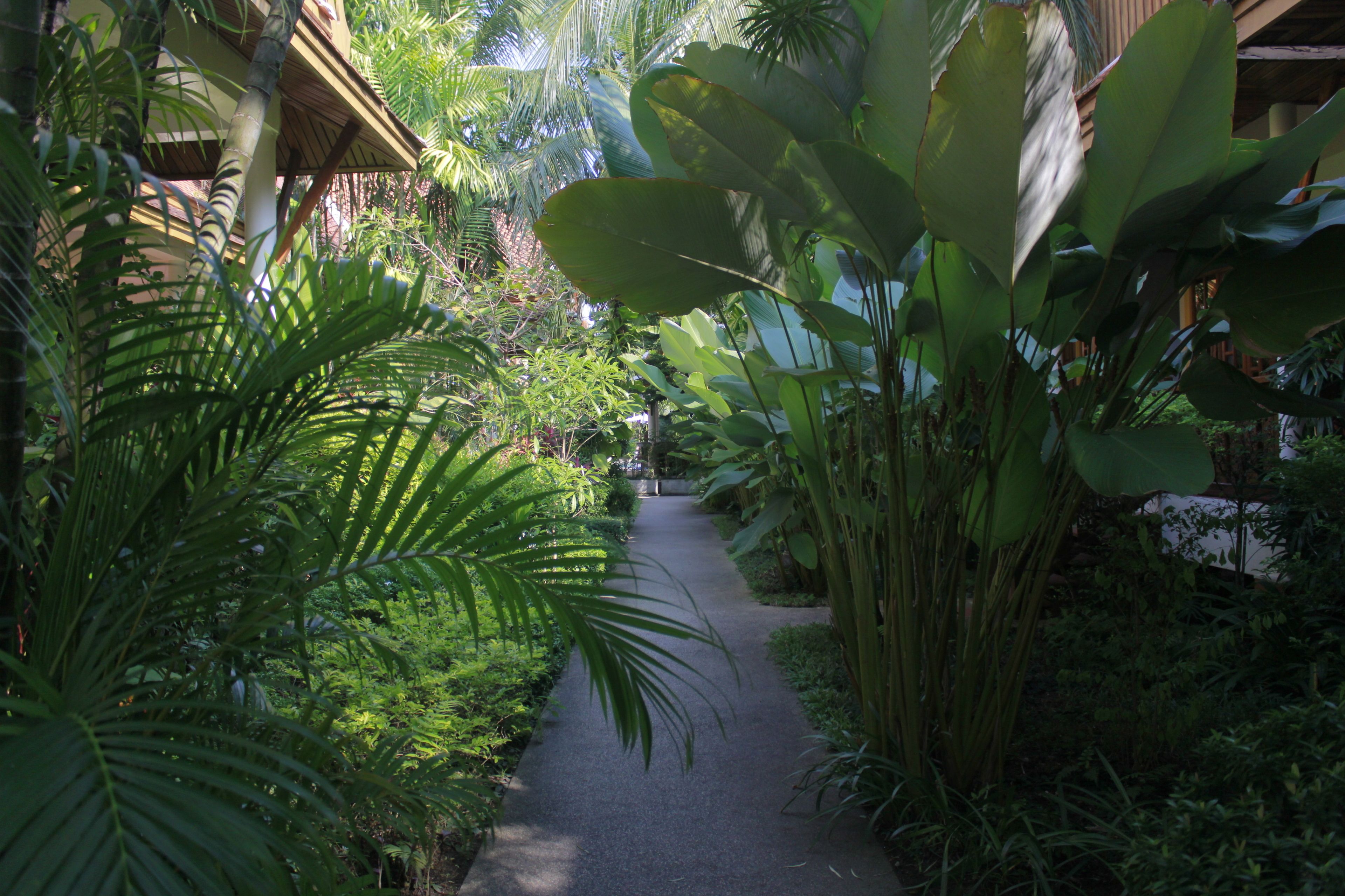 A pathway flanked by lush tropical plants leading to a building with a thatched roof.
