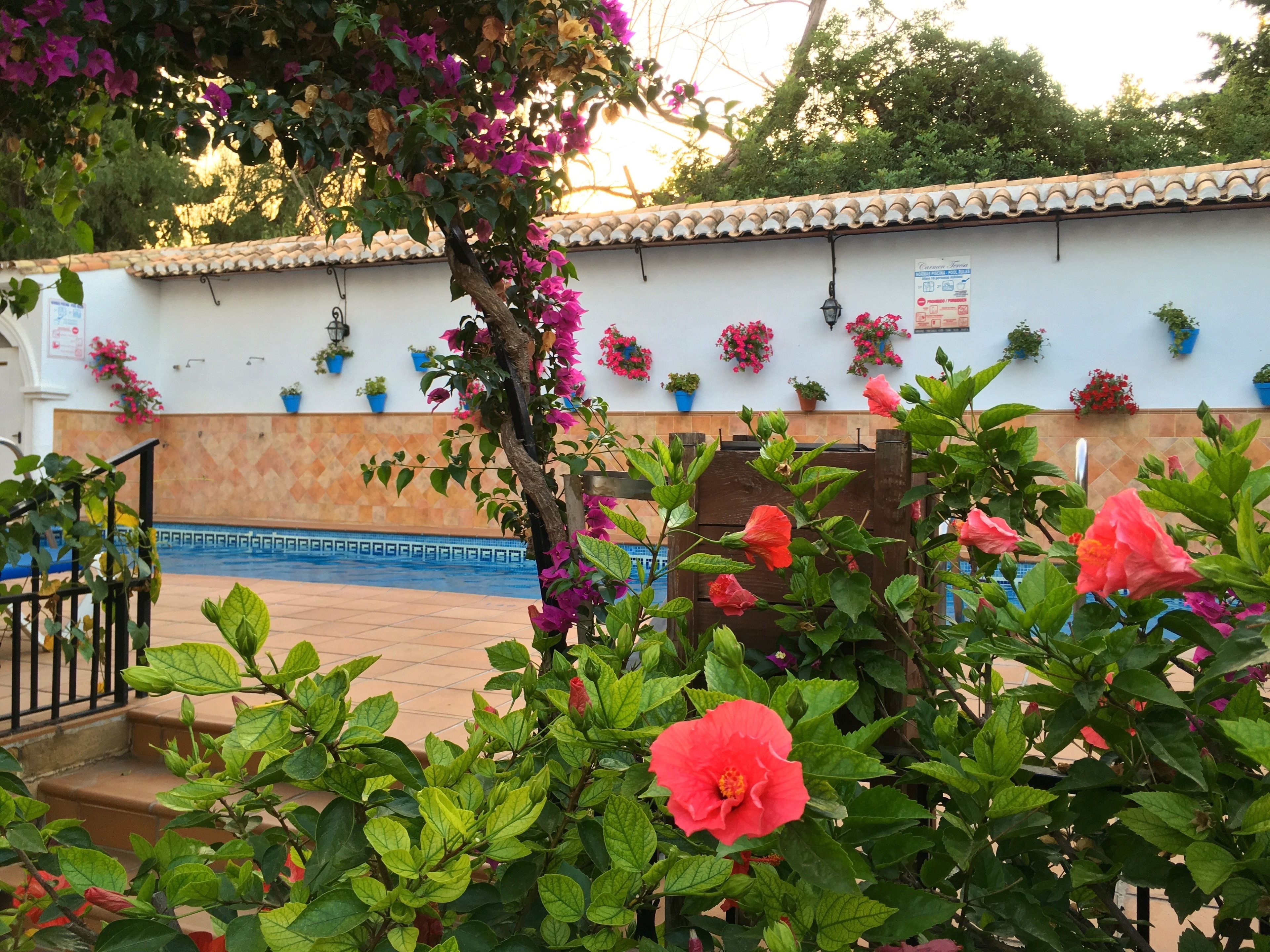 outdoor pool, pool umbrellas, pool loungers