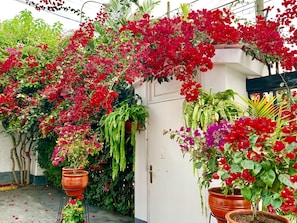 A garden with various potted plants and flowers, including red bougainvillea and ferns, against a white wall. - Casa Bella Boutique Hotel San Isidro (Lima)
